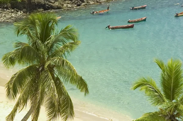 Palm bomen strand — Stockfoto