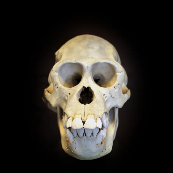 Старий людського черепа — стокове фото