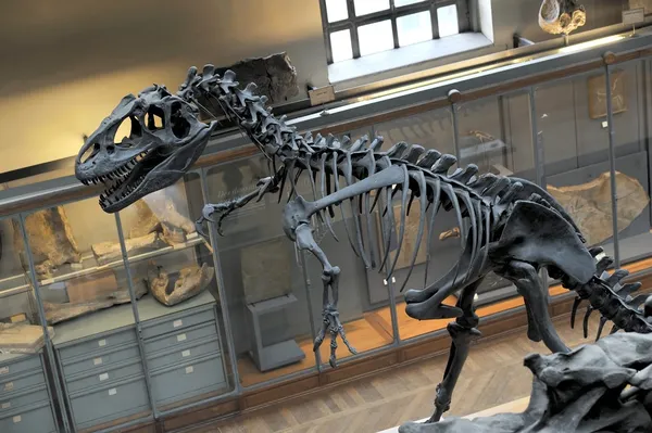 Σκελετός δεινοσαύρου αρχαία — Φωτογραφία Αρχείου