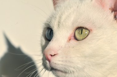 White cat clipart