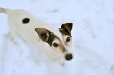 Köpek - jack russell