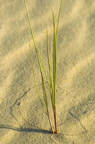 stock image Grass in the sand