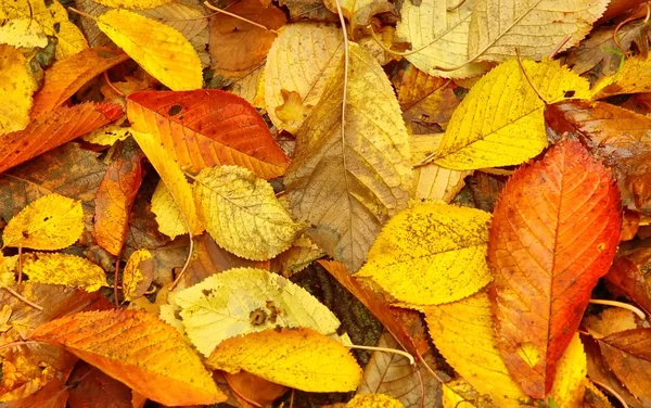 枯れ葉 — ストック写真