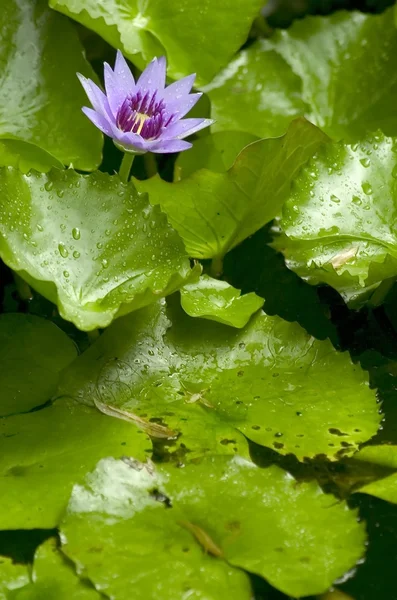 Waterlily — Stock Photo, Image