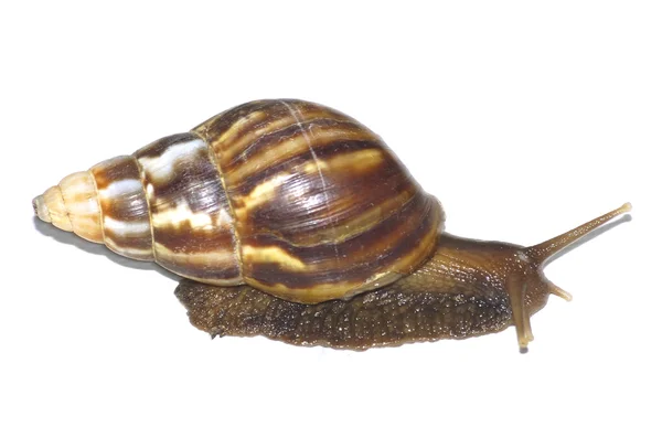 stock image Snail