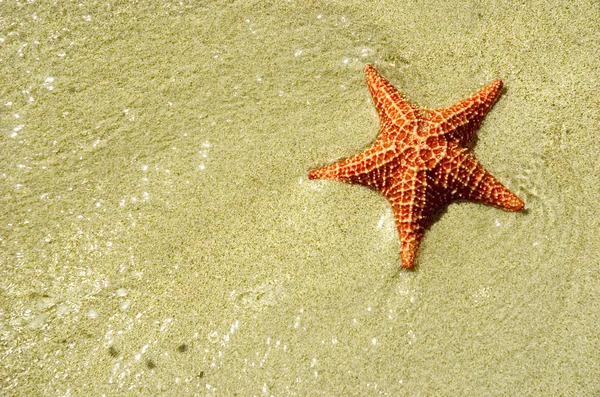 Star fish in water — Stock Photo, Image