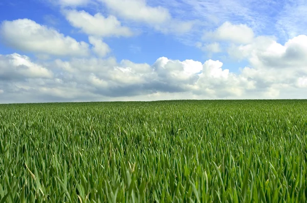 stock image Background abstract field