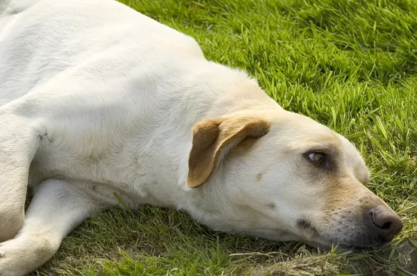Cane nell'erba — Foto Stock