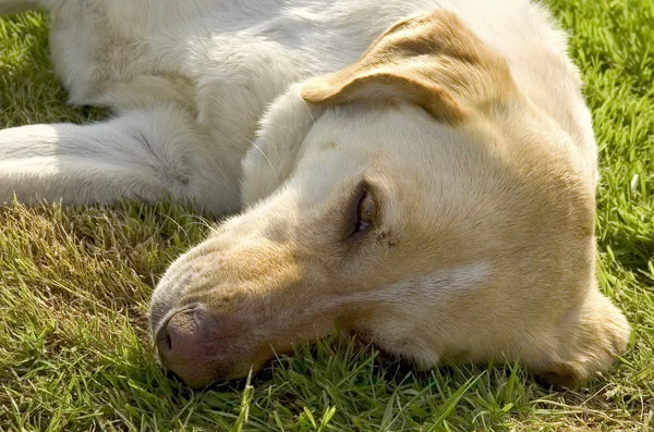 Pes v trávě — Stock fotografie