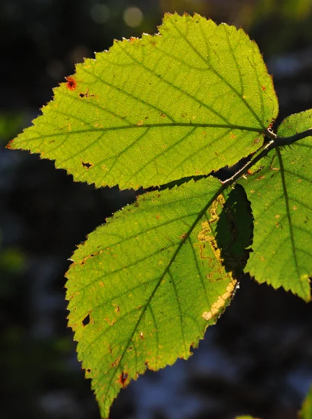 Leaf with beautiful sun light — Stock Photo, Image