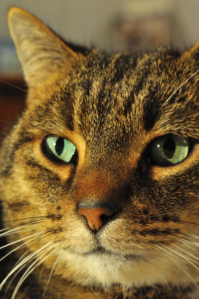 縞模様の猫 — ストック写真