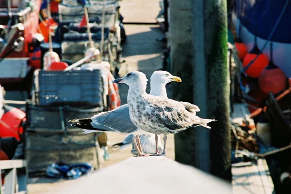 Seagulls in docks — Stock Photo, Image