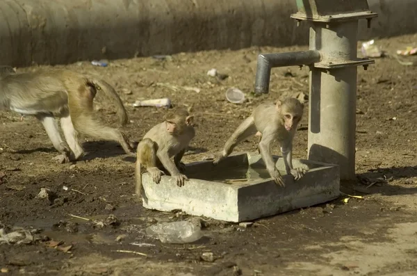 Dziki małpa w Indiach — Zdjęcie stockowe