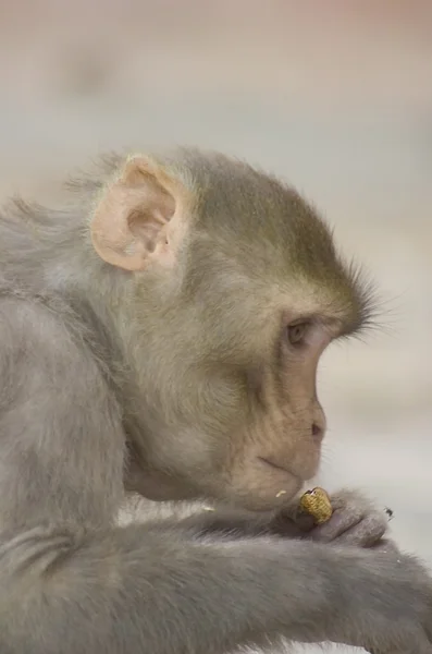 在印度野生猴子 — 图库照片