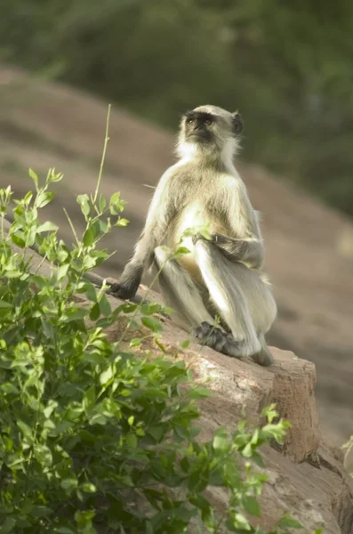 Dziki małpa w Indiach — Zdjęcie stockowe