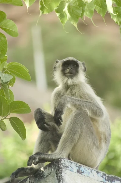 Mono salvaje en la India — Foto de Stock