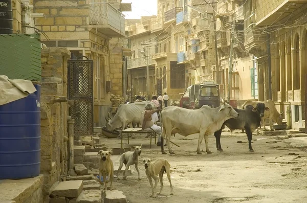Heilige Kuh in indischer Straße — Stockfoto