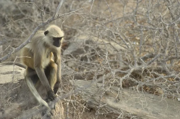 Wild aap in india — Stockfoto