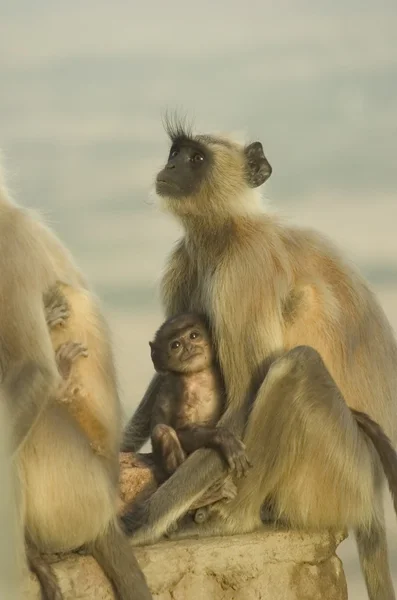 Macaco selvagem na Índia — Fotografia de Stock