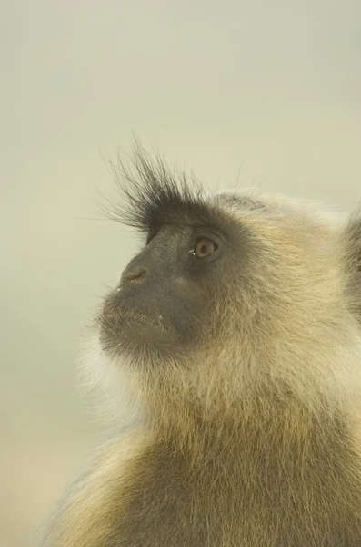 Divoké opice v Indii — Stock fotografie