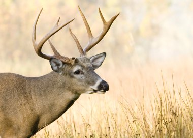 Buck Whitetail Deer clipart