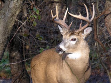 Whitetail Geyik buck