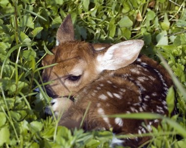 Whitetail Deer Fawn clipart