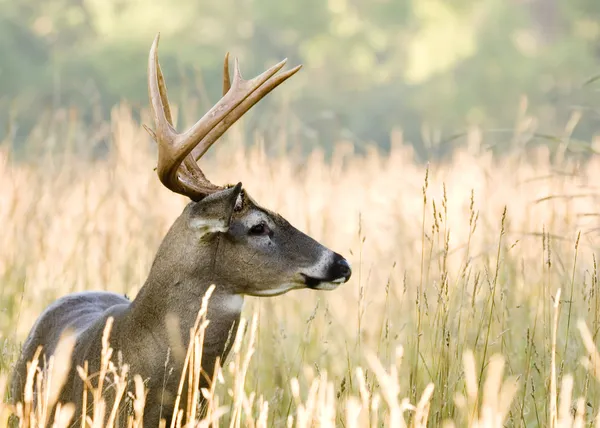 Buck whitetail geyik — Stok fotoğraf