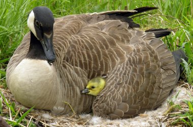 Kanada kazı (Branta kanadensis)