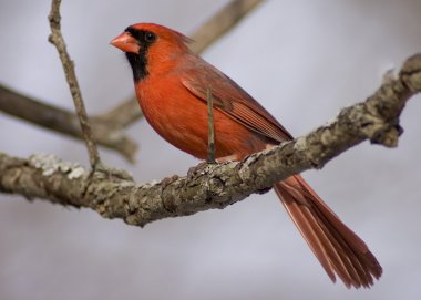 Kardinal (Cardinalis cardinalis)