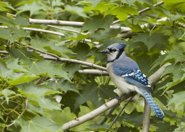 Mavi Jay (siyanocitta cristata)