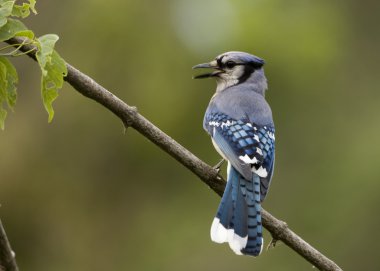 Mavi Jay (siyanocitta cristata)