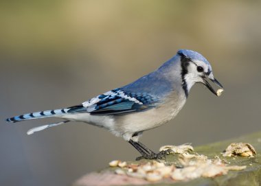 Mavi Jay (siyanocitta cristata)