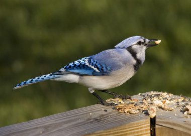 Blue Jay (Cyanocitta cristata) clipart