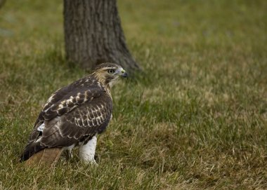 Kızıl Kuyruklu Şahin (buteo jamaicensis)