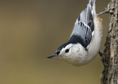 White-breasted Nuthatch clipart