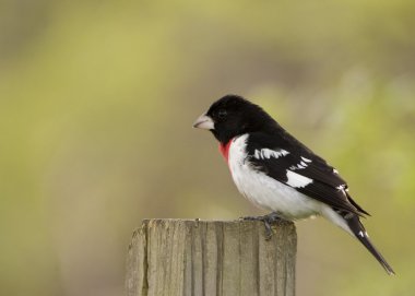 Rose-breasted Grosbeak clipart