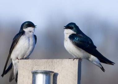 Tree Swallows (Iridoprocne bicolor) clipart