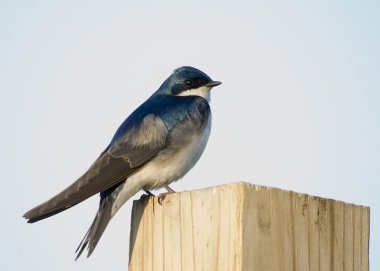 Ağaç yutar (Iridoprocne bicolor)