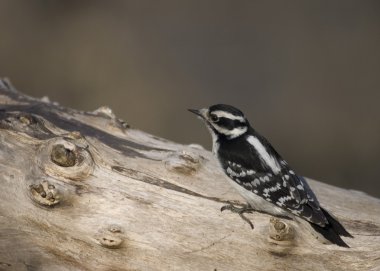 Tüylü ağaçkakan (Picoides pubescens)