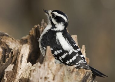 Tüylü ağaçkakan (Picoides pubescens)