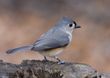 Tepeli baştankara (parus bicolor)