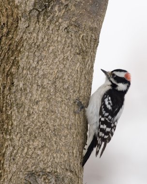 Tüylü ağaçkakan (Picoides pubescens)