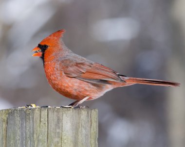 Kardinal (Cardinalis cardinalis)