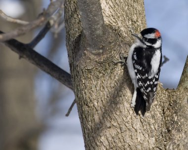 Downy Woodpecker (Picoides pubescens) clipart