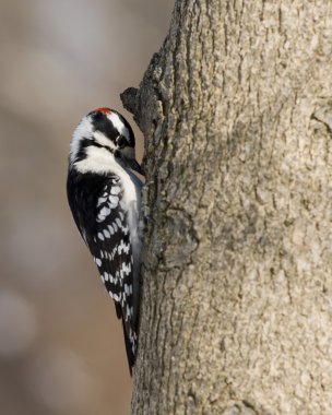 Tüylü ağaçkakan (Picoides pubescens)