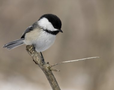 Black-capped Chickadee clipart