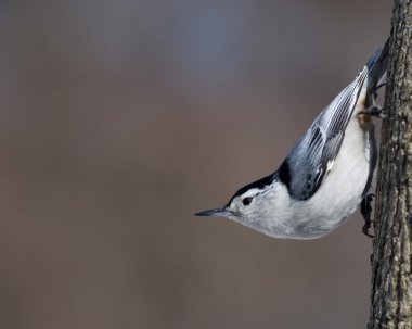 White-breasted Nuthatch clipart