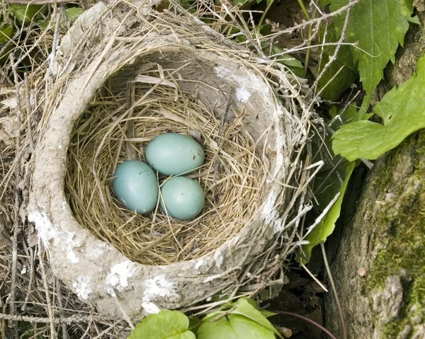 Robin nest met eieren — Stockfoto