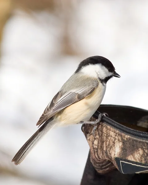 stock image Black-capped Chickadee